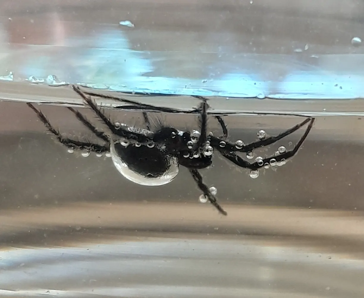 *Argyroneta aquatica* near the water surface with air bubbles on its body.