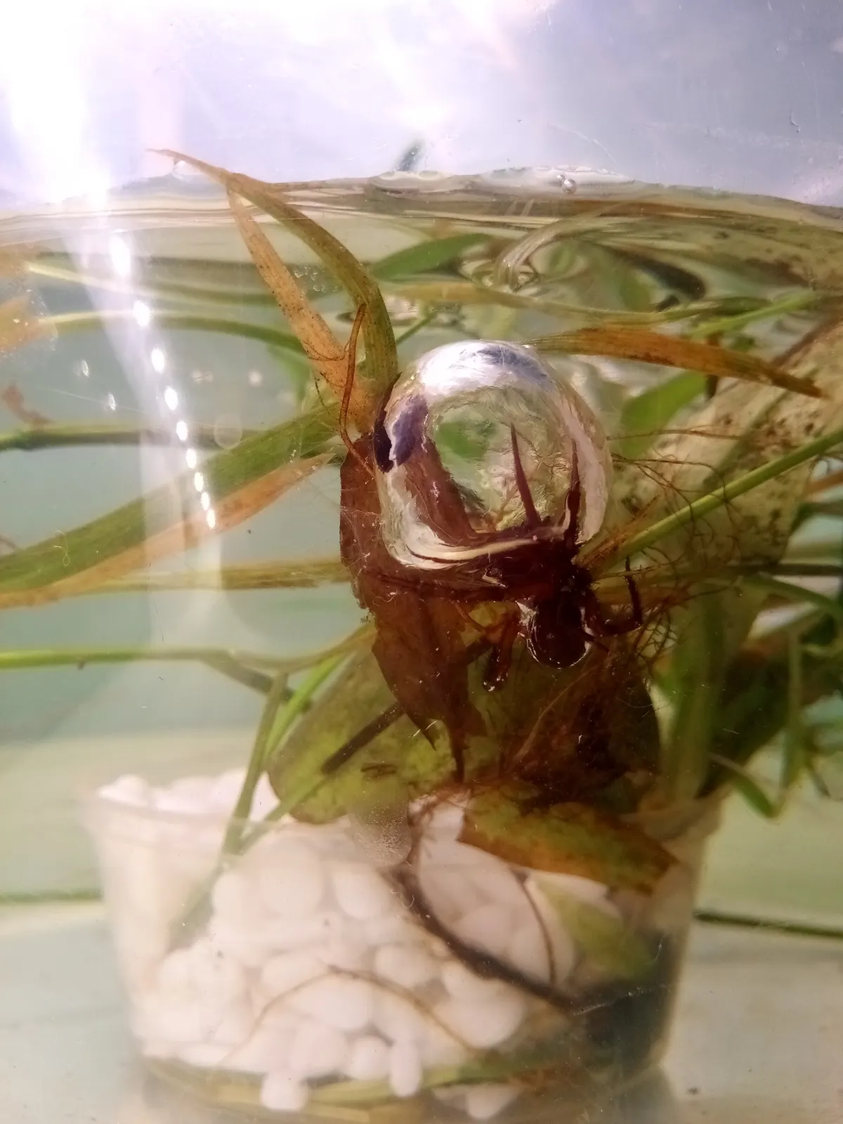 Female *Argyroneta aquatica* beneath water with its air bell.