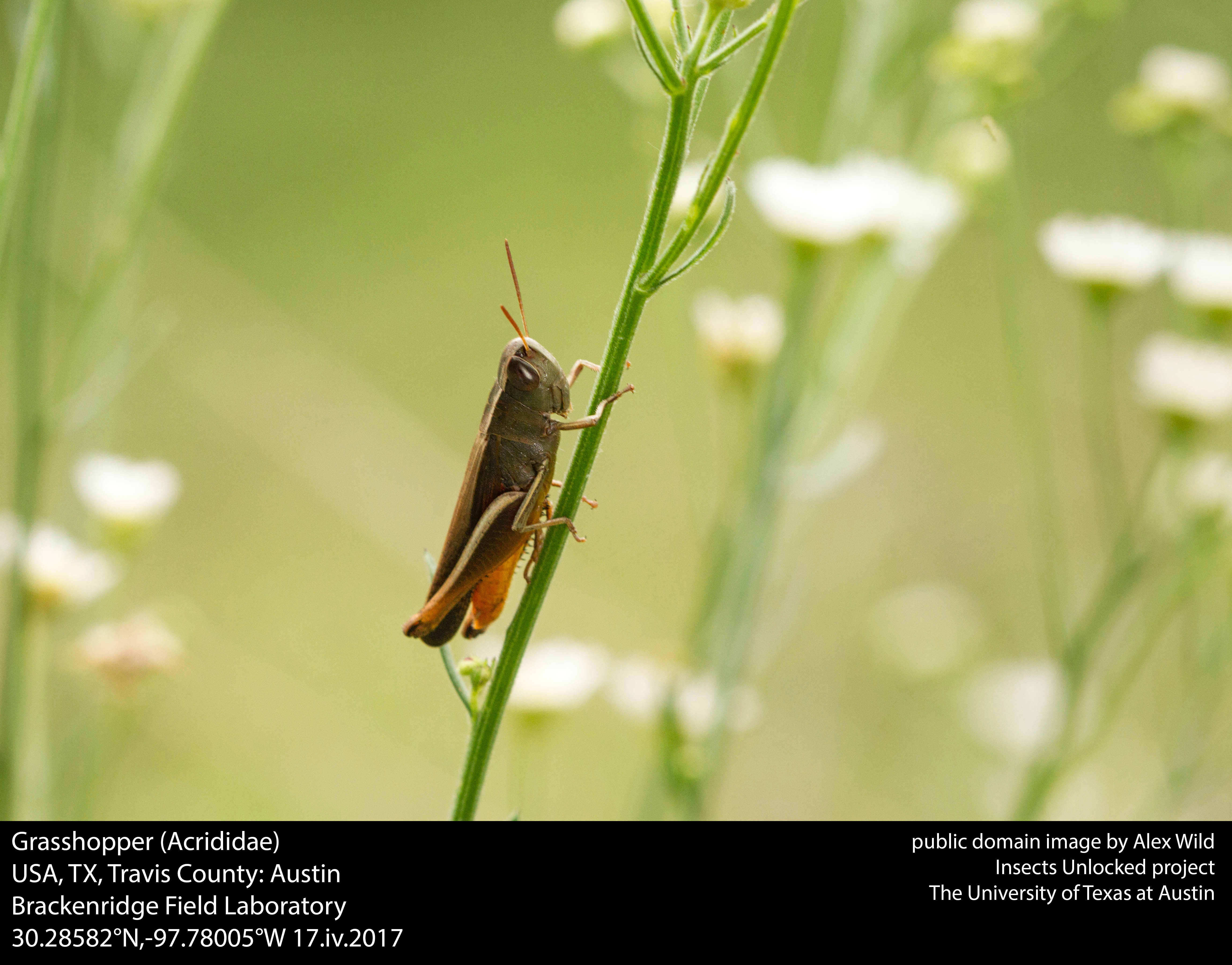 ілюстративне фото коника родини Acrididae, не решток із картини. Авторський проєкт Insects Unlocked, University of Texas at Austin. Джерело: https://commons.wikimedia.org/wiki/File:Grasshopper_(Acrididae)_(33717074240).jpg . CC0 1.0; атрибуція не вимагається. Без редагування.