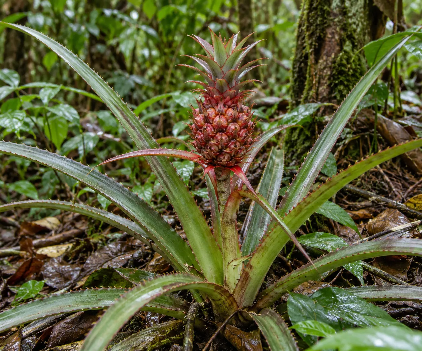 AI-generated generic wild pineapple relative. Origin: OpenAI image generation; generated 2026-10-28. Prompt: Photorealistic editorial botanical photograph of a small wild pineapple relative growing in tropical forest understory, spiky narrow leaves and a compact reddish fruit, lush but botanically plausible Bromeliaceae plant, diffuse natural daylight, no labels, text, logos, watermark, or collage; illustrative generic wild relative, not a verified exact species. Does not depict a positively identified taxon.