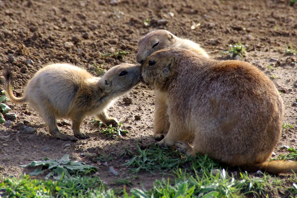 Two prairie dogs touch muzzles near a burrow.
