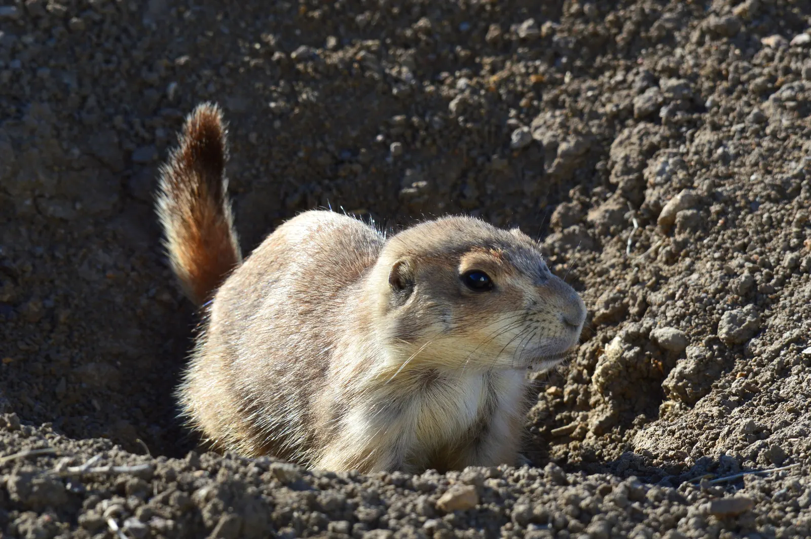 A black-tailed prairie dog above ground.