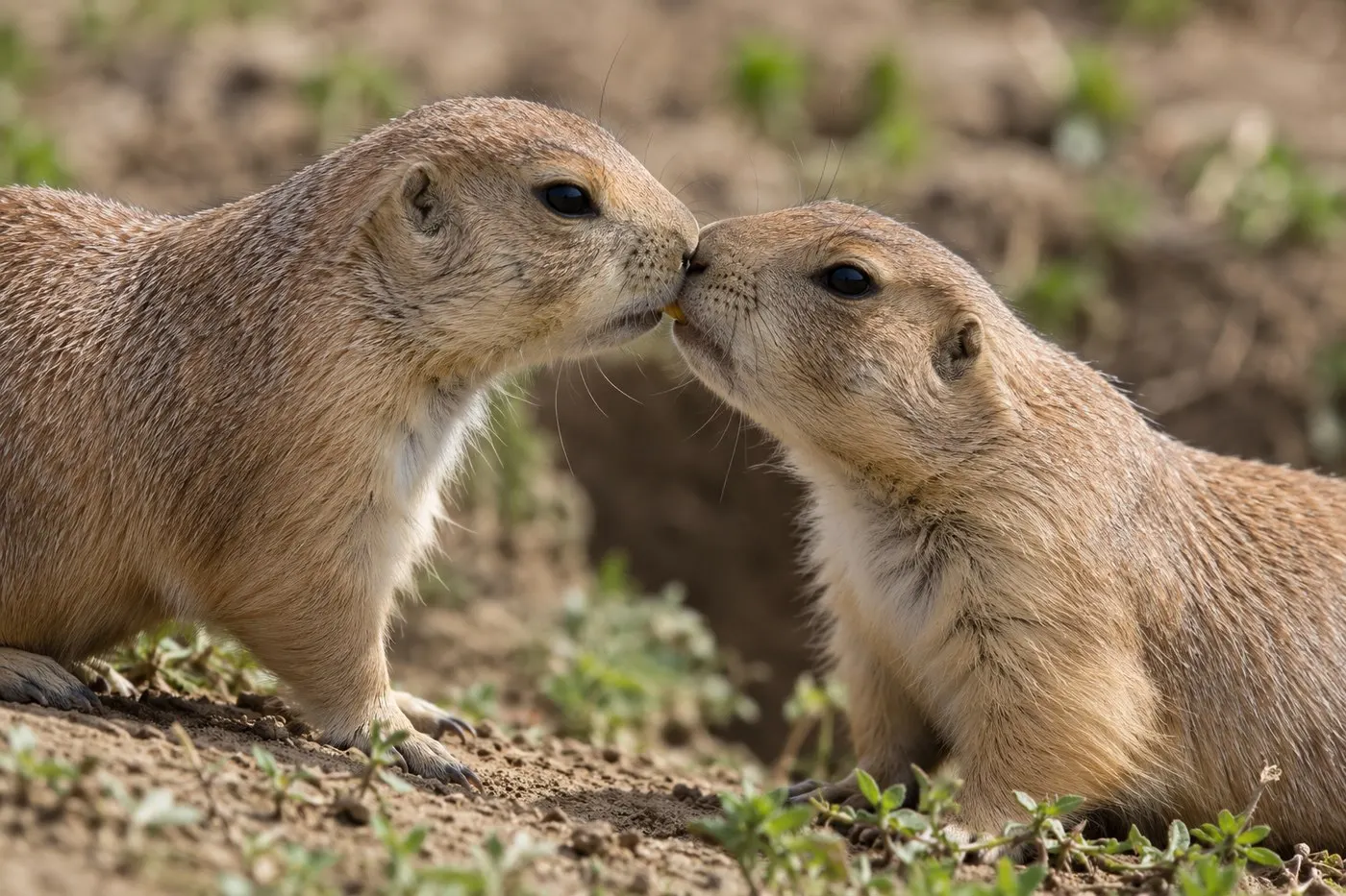 Close view of prairie dogs making gentle front-tooth contact during a greeting.
