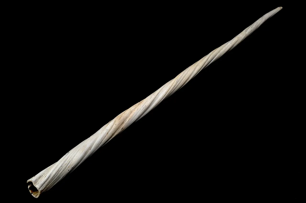 музейний зразок бивня нарвала з колекції Wellcome; CC BY 4.0. Original: https://commons.wikimedia.org/wiki/File:Narwhal_tusk,_1701-1930_Wellcome_L0059030.jpg. Attribution: Wellcome Collection, CC BY 4.0. Checked 2026-10-18.