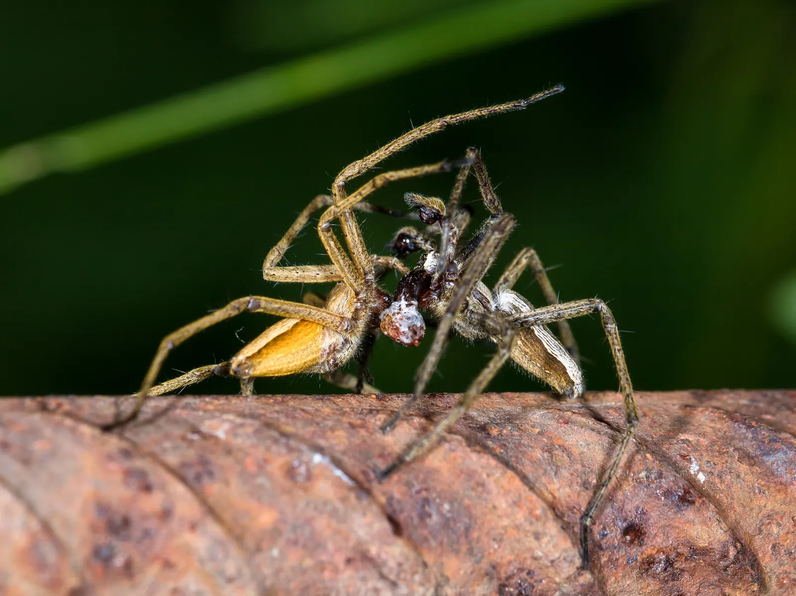 документальна фотографія самця Pisaura mirabilis (праворуч), який пропонує самиці (ліворуч) загорнуту в шовк здобич; Anatoly Ozernoy; CC BY-SA 4.0. Original: https://commons.wikimedia.org/wiki/File:Pisaura_mirabilis_nuptial_gift.jpg. Attribution: Anatoly Ozernoy, CC BY-SA 4.0, https://creativecommons.org/licenses/by-sa/4.0/. Без змін; перевірено 2026-10-20.