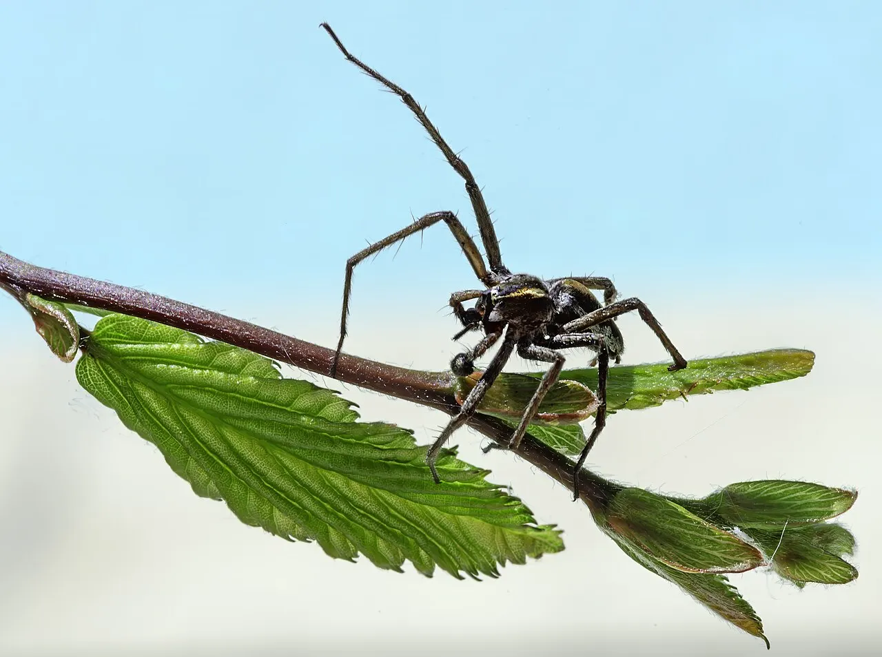фотографія самця Pisaura mirabilis на гілці; Didier Descouens; CC BY-SA 4.0. Original: https://commons.wikimedia.org/wiki/File:(MHNT)_Pisaura_mirabilis_male_on_carpinus_betulus.jpg. Attribution: Didier Descouens, CC BY-SA 4.0. Файл перевірено 2026-10-18; без змін.