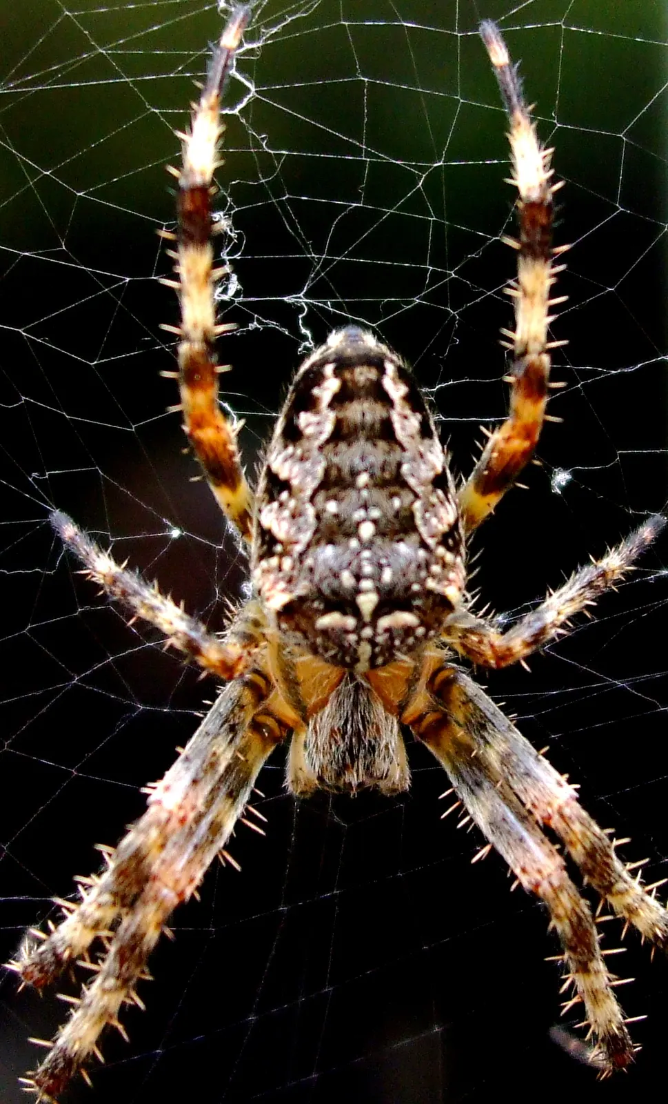 крупний план павука-хрестовика (*Araneus diadematus*) у павутині; Freestyle nl; CC BY-SA 3.0 і GFDL на Commons. Original: https://commons.wikimedia.org/wiki/File:Spider-in-web.jpg. Attribution: Freestyle nl, CC BY-SA 3.0. Original image; checked 2026-10-18.