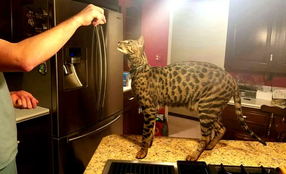 Arcturus Aldebaran Powers standing on a kitchen counter; record holder himself. Photographer Williamjohnpowers, Wikimedia Commons, https://commons.wikimedia.org/wiki/File:Arcturus_on_counter.jpg; CC BY-SA 4.0 (https://creativecommons.org/licenses/by-sa/4.0/). Attribution: Williamjohnpowers, “Arcturus on counter,” CC BY-SA 4.0, via Wikimedia Commons. Original file, no edits; checked 2026-10-18.