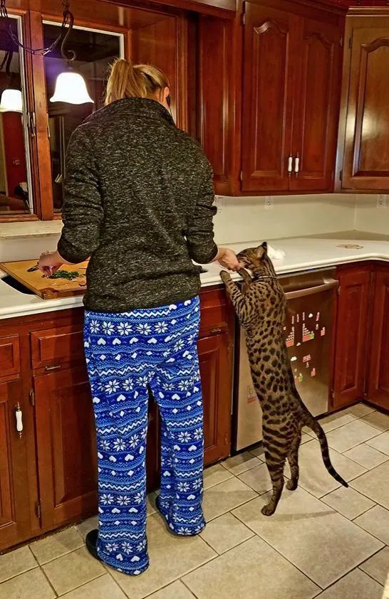 Arcturus Aldebaran Powers standing beside his owner; record holder himself. Photographer Williamjohnpowers, Wikimedia Commons, https://commons.wikimedia.org/wiki/File:Arcturus_standing.jpg; CC BY-SA 4.0 (https://creativecommons.org/licenses/by-sa/4.0/). Attribution: Williamjohnpowers, “Arcturus standing,” CC BY-SA 4.0, via Wikimedia Commons. Original file, no edits; checked 2026-10-18.
