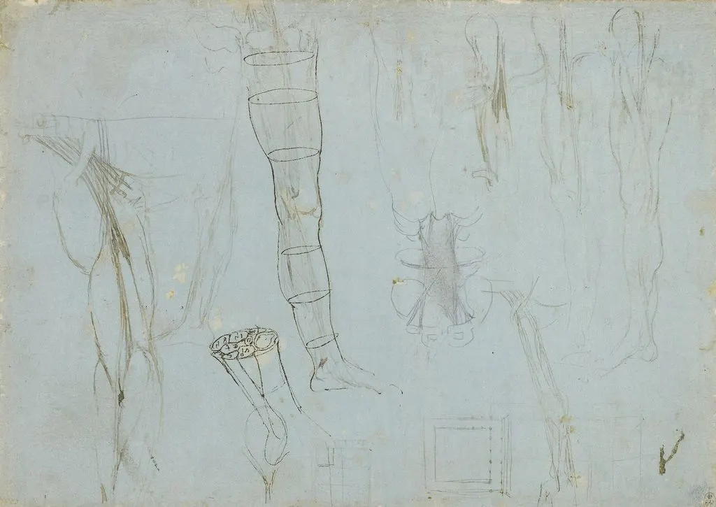 reproduction of Leonardo’s leg anatomy study, c. 1485–88, Royal Collection RCIN 912617; Public Domain Mark 1.0. Source: https://commons.wikimedia.org/wiki/File:Leonardo_da_Vinci_-_RCIN_912617,_The_anatomy_of_the_leg,_and_other_studies_c.1485-8.jpg. Reused from fact 348 cache.