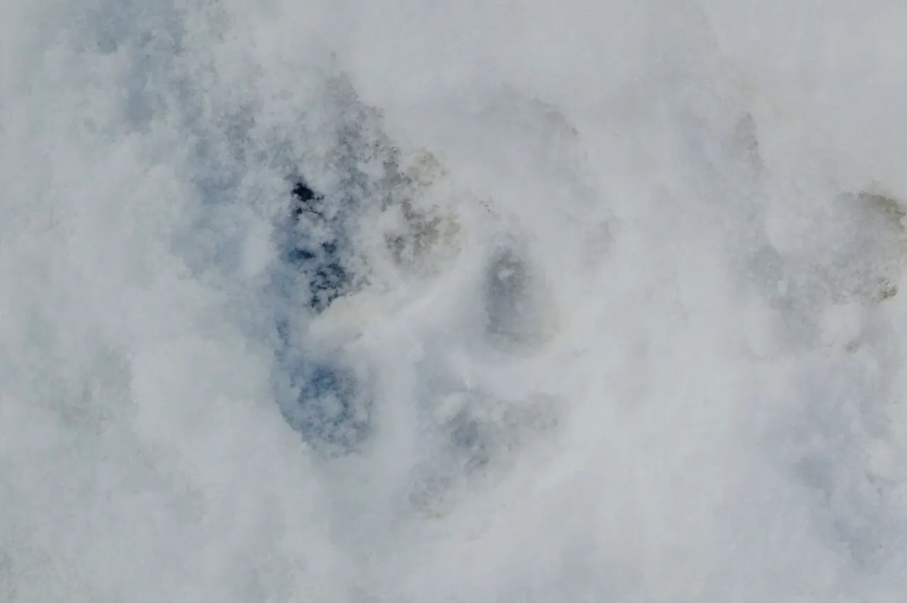 A red fox track in snow.