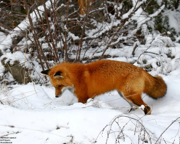 A red fox moving and foraging in snow.