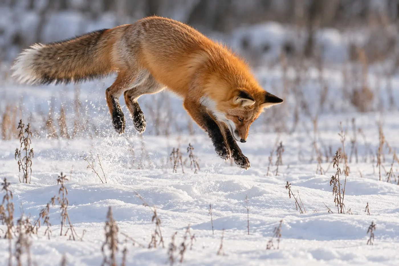 AI-generated action scene of a red fox leaping into the snow during a mousing pounce.
