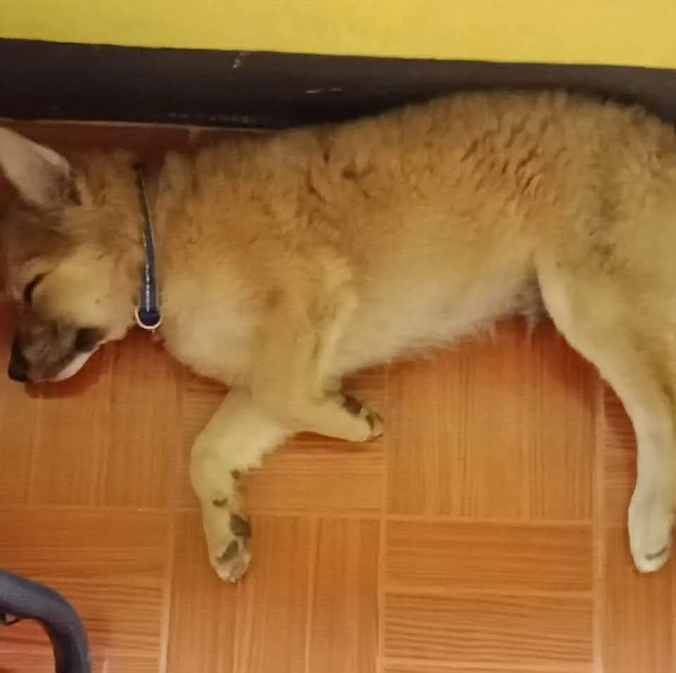 A brown dog sleeping indoors.