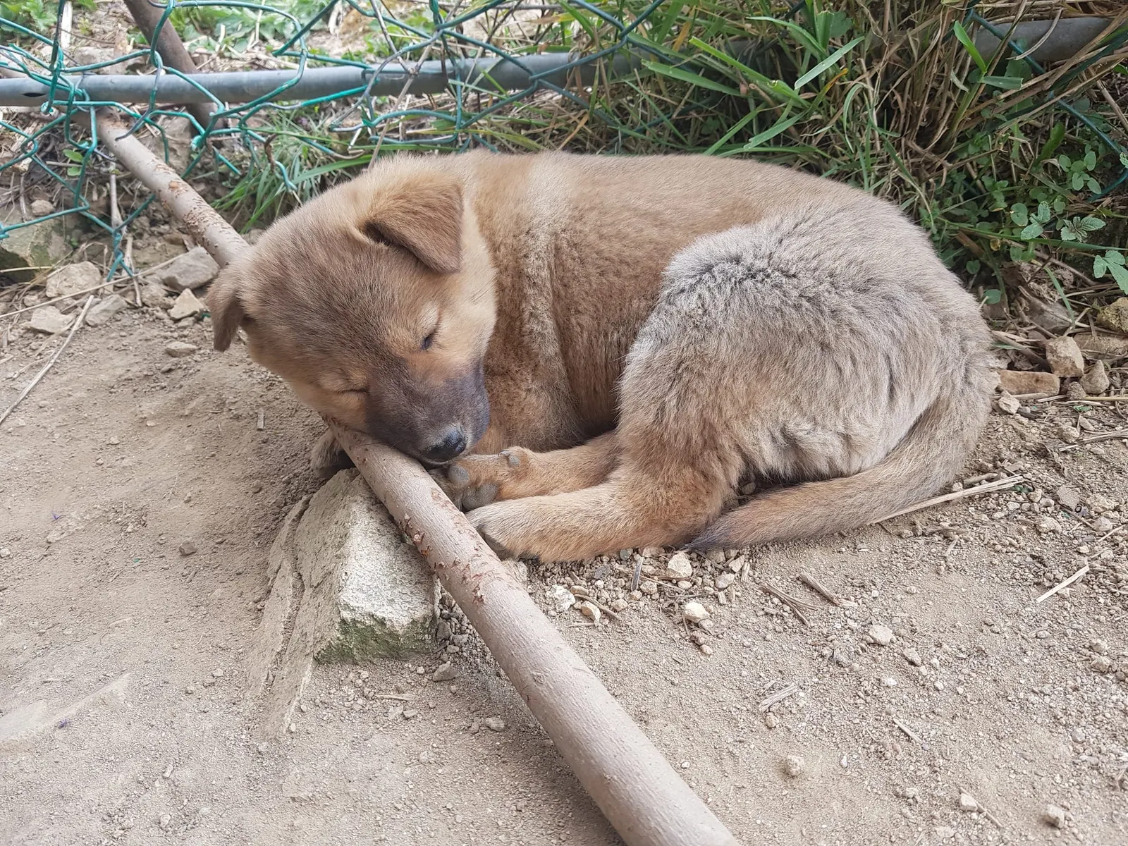 A dog asleep on a bed.