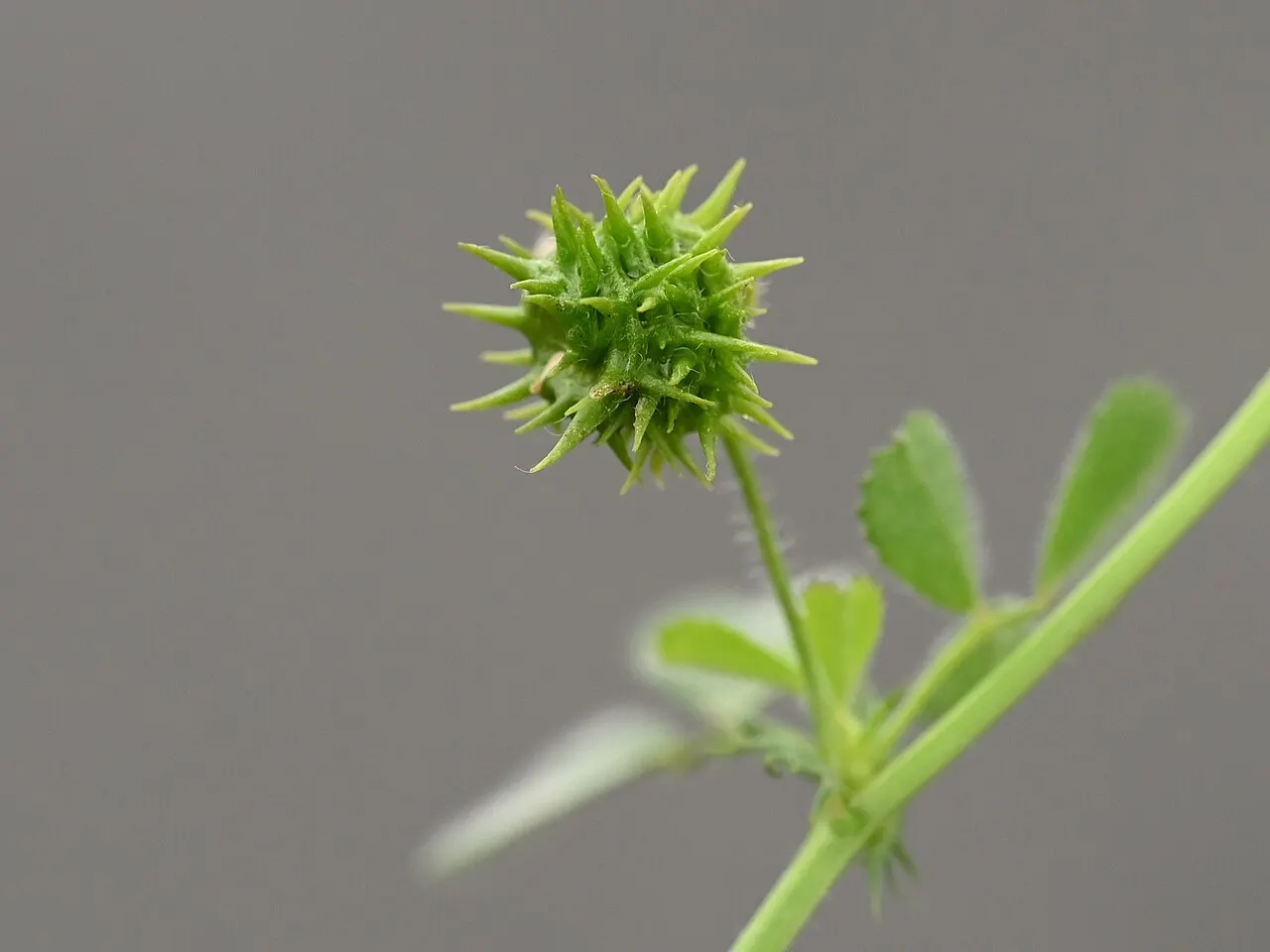 Плід і пагін Medicago truncatula біля Малаги; контекст бобової моделі, не фото мутантної лінії з дослідження / Fruit and shoot of Medicago truncatula near Málaga; context for the legume model, not the experimental mutant line. Credit: Krzysztof Ziarnek, Kenraiz; CC BY-SA 4.0. https://creativecommons.org/licenses/by-sa/4.0 Source: https://commons.wikimedia.org/?curid=152338452