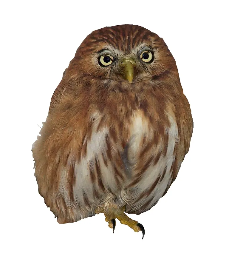 Ferruginous pygmy owl facing forward.