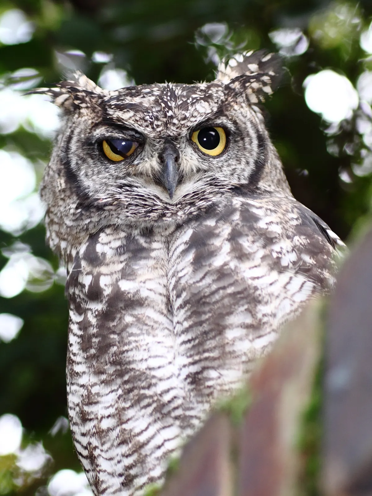 Spotted eagle-owl with nictitating membrane over one eye.