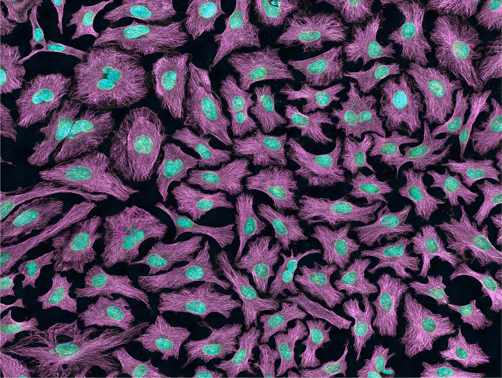 оптимізовано з `media/hela-dna-fluorescence.jpg`: 1600×1205 px (половина початкової ширини й висоти), JPEG quality 82.