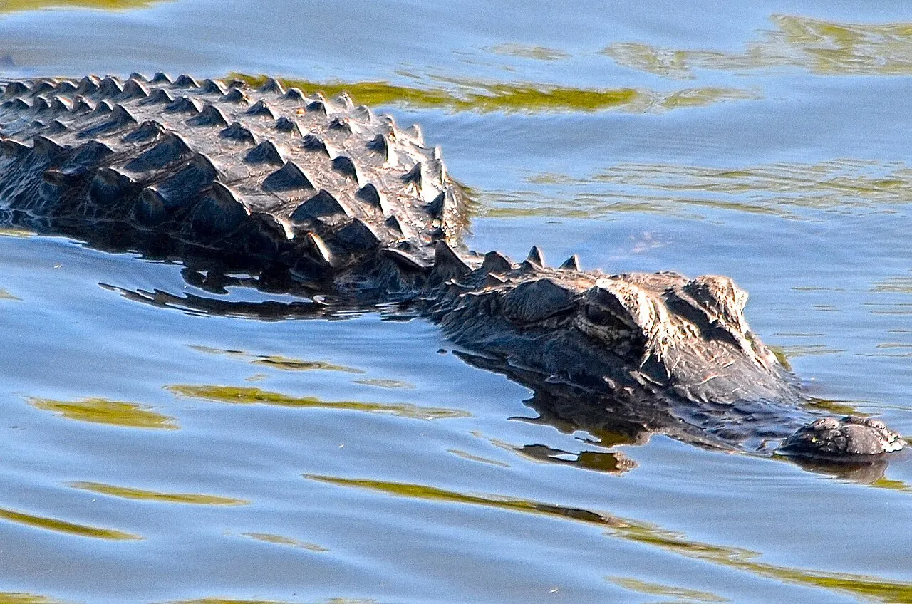 американський алігатор пливе у воді; USFWS Headquarters/heymeadow; суспільне надбання для федеральної роботи США (Commons також наводить CC BY 2.0). Original: https://commons.wikimedia.org/wiki/File:American_Alligator_(52732486474).jpg. Attribution if desired: U.S. Fish and Wildlife Service Headquarters. Checked 2026-10-18.