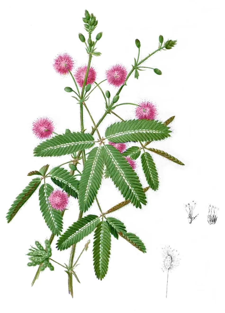 Історична ботанічна таблиця Mimosa pudica з Flora de Filipinas; ілюстрація, не фотографія досліду / Historical botanical plate of Mimosa pudica from Flora de Filipinas; an illustration, not an experiment photograph.