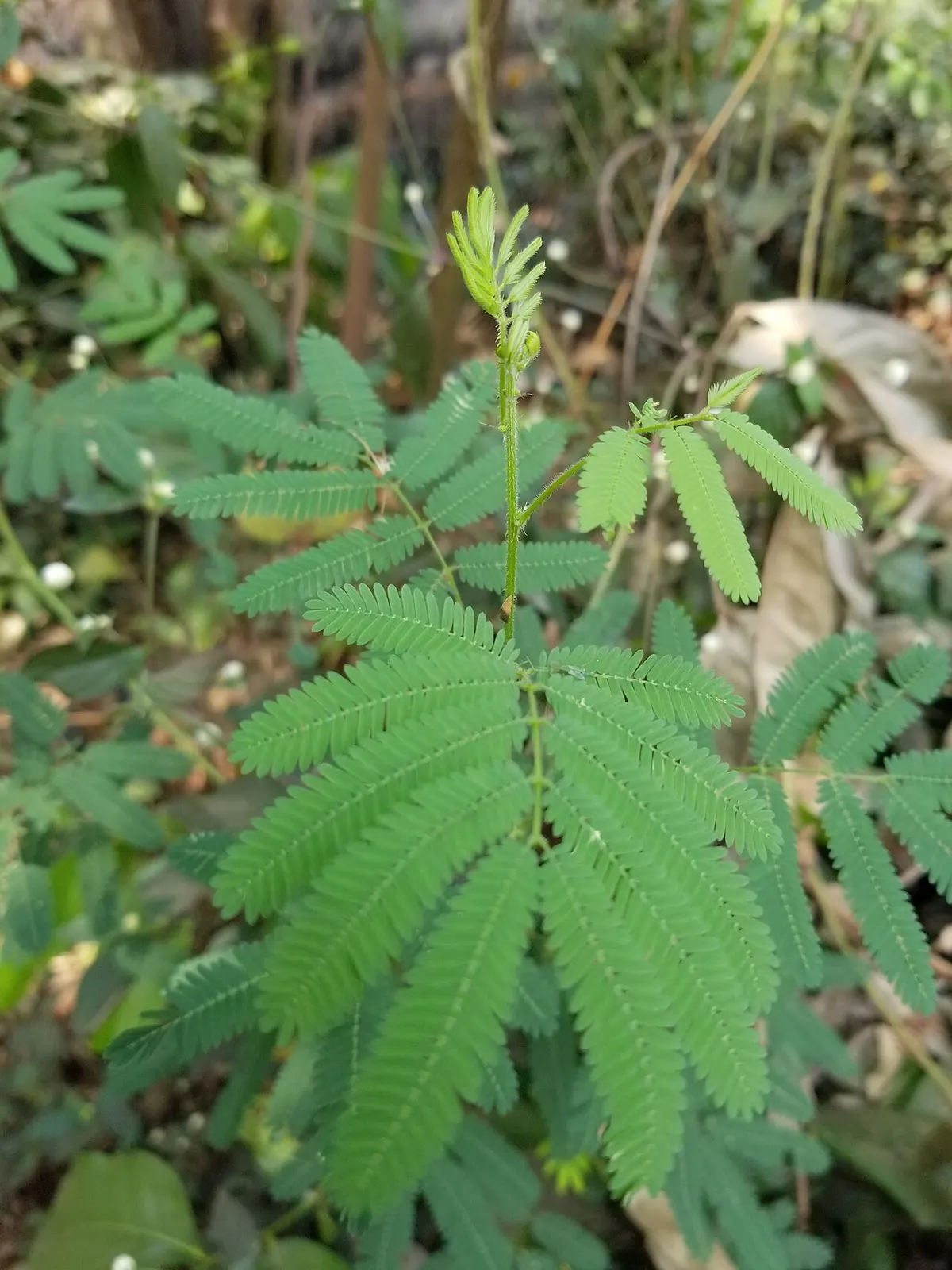 Жива Mimosa pudica з листками; статичне фото не показує часову послідовність руху / Living Mimosa pudica with leaves; a still photograph does not show a movement sequence. Credit: Goodymeraj; CC0. http://creativecommons.org/publicdomain/zero/1.0/deed.en Source: https://commons.wikimedia.org/?curid=142612631
