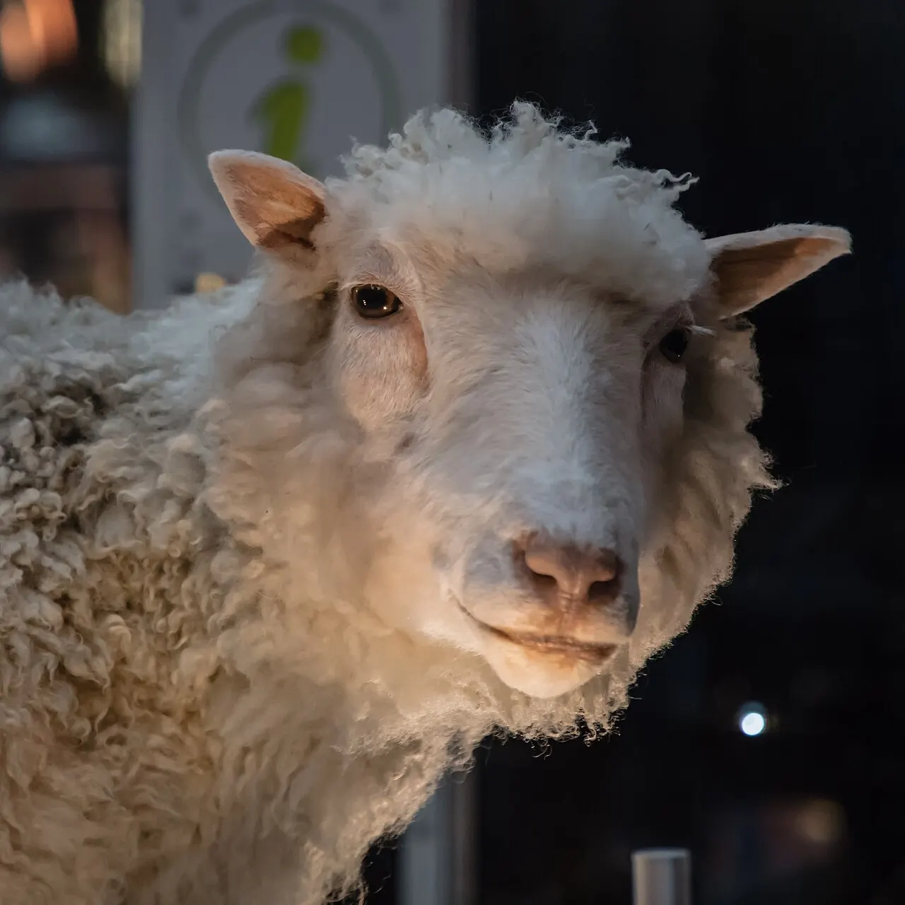 documentary photo identified by uploader as Dolly the sheep, taken in Edinburgh in 2017, after Dolly’s death; the image is not presented as a living sheep or an illustration. Original page: https://commons.wikimedia.org/wiki/File:Dolly_the_Sheep_(32586159335).jpg. Photographer: london road. CC BY 2.0; attribution: “london road / Wikimedia Commons / CC BY 2.0”; no edits. Downloaded 1280px rendition; visually inspected.