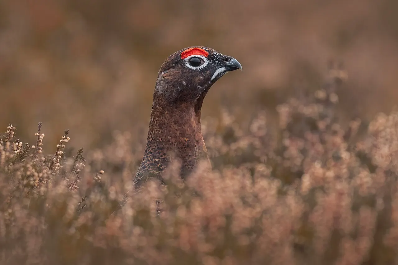 red grouse in Scotland; a documentary species photograph, not from the 1951 hunting trip. Caroline Legg, Wikimedia Commons, https://commons.wikimedia.org/wiki/File:Red_Grouse_-_Lagopus_lagopus_scotica_(52515345283).jpg, CC BY 2.0 (https://creativecommons.org/licenses/by/2.0/). Attribution: Caroline Legg, “Red Grouse - Lagopus lagopus scotica (52515345283),” CC BY 2.0, via Wikimedia Commons. Resized to 1280 pixels wide; checked 2026-10-18.