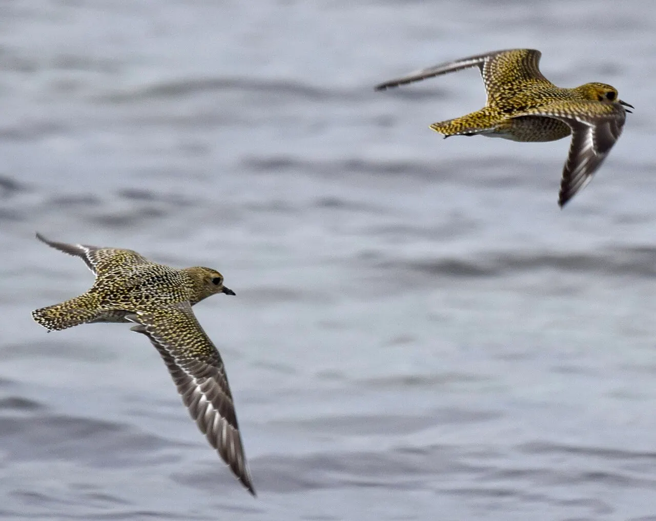 European golden plover in flight; a documentary species photograph, not from the 1951 hunting trip. Arnstein Rønning, Wikimedia Commons, https://commons.wikimedia.org/wiki/File:European_Golden_Plover_in_flight.jpg, CC BY-SA 4.0 (https://creativecommons.org/licenses/by-sa/4.0/). Attribution: Arnstein Rønning, “European Golden Plover in flight,” CC BY-SA 4.0, via Wikimedia Commons. Resized to 1280 pixels wide; checked 2026-10-18.