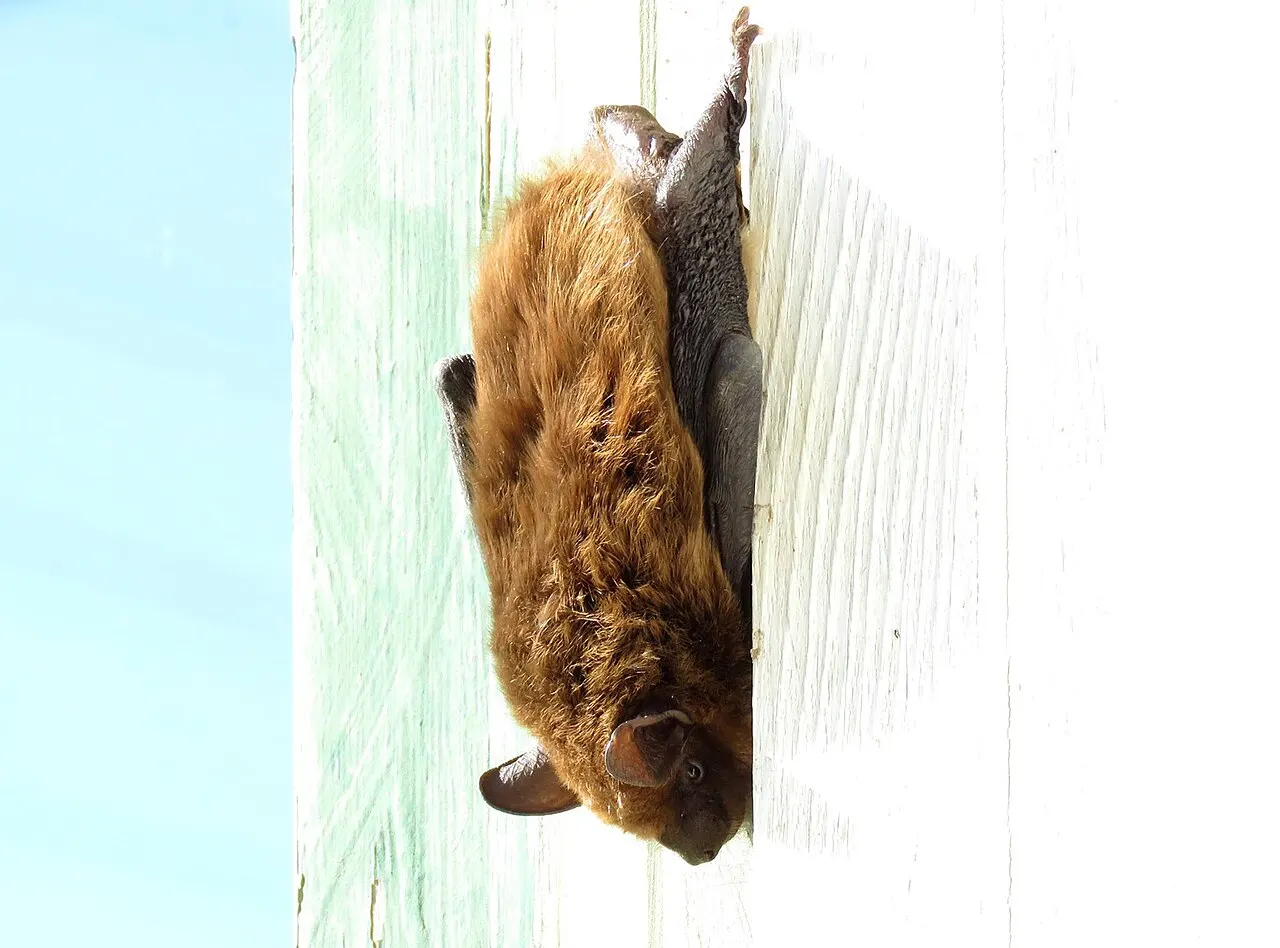 великий бурий кажан, що висить догори ногами; U.S. Fish and Wildlife Service, Midwest Region; суспільне надбання. Original: https://commons.wikimedia.org/wiki/File:Big_Brown_Bat_(21925795404).jpg. Attribution: USFWS Midwest Region. Checked 2026-10-18.