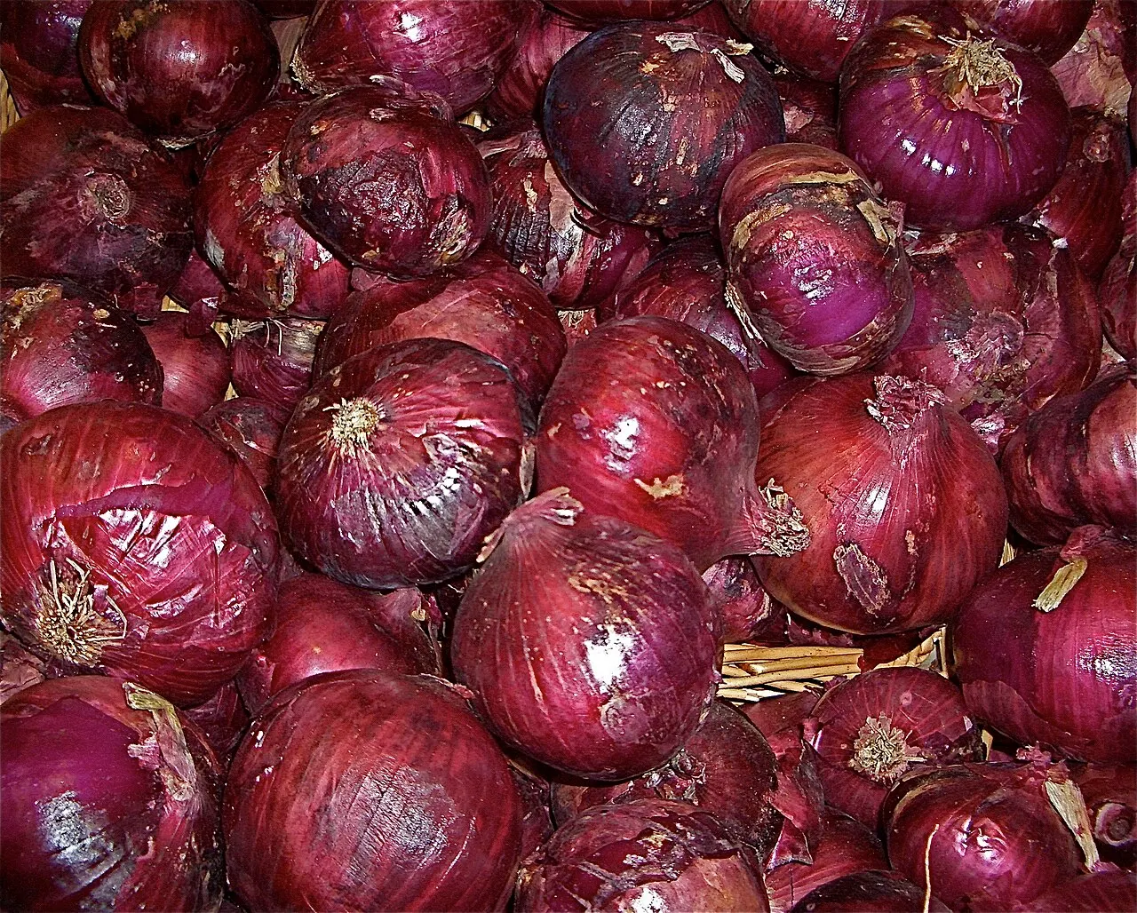 documentary photograph of red-purple onions; it is not Glazebrook’s 2011 specimen. Original page: https://commons.wikimedia.org/wiki/File:Onion,_red-purple_(large).jpg. Creator Susan Slater. CC BY-SA 4.0 (https://creativecommons.org/licenses/by-sa/4.0/). Attribution: Susan Slater, “Onion, red-purple (large),” CC BY-SA 4.0, via Wikimedia Commons.