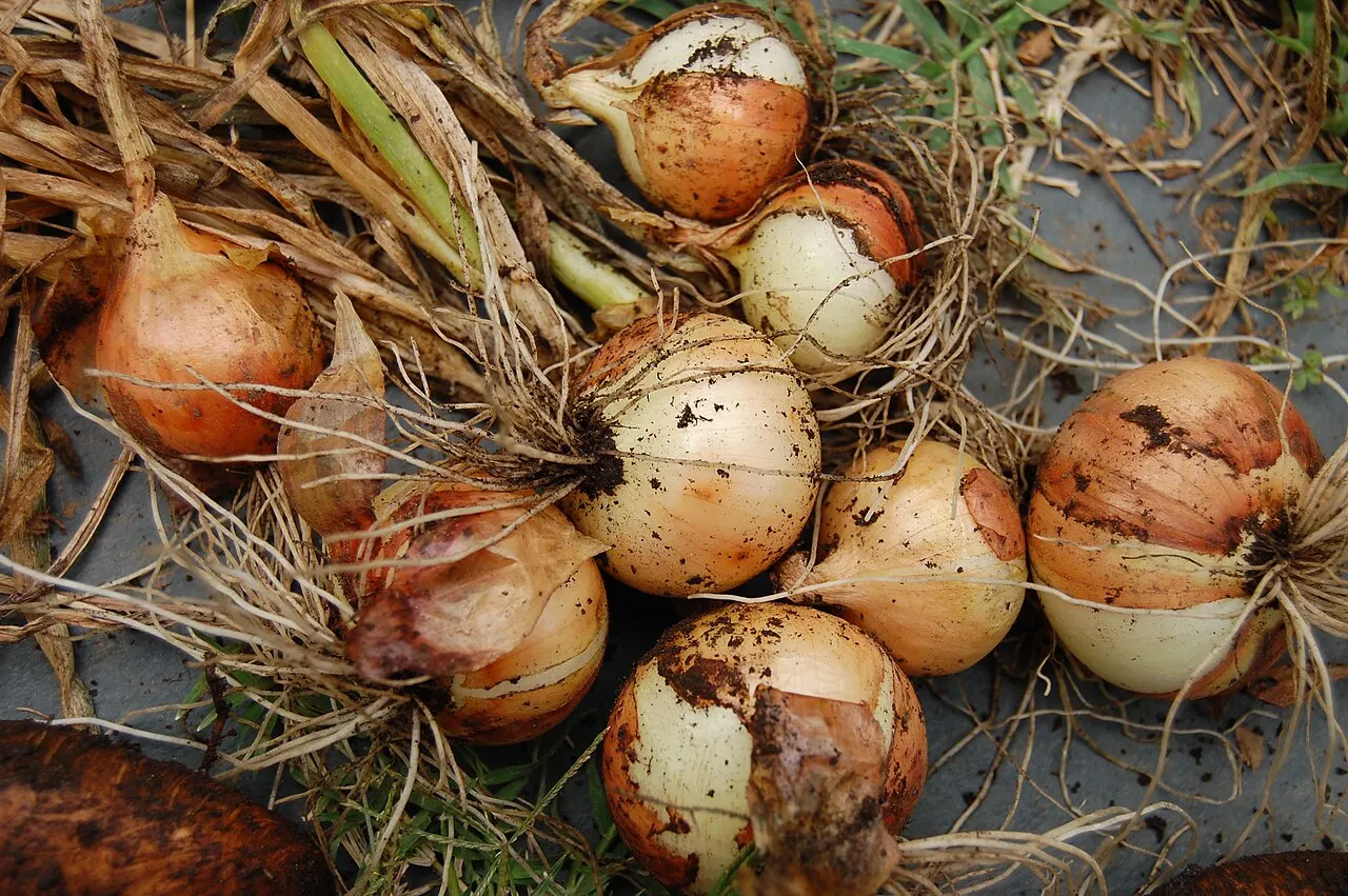 documentary photograph of harvested golden sweet onions, 6 June 2009; not Glazebrook’s 2011 specimen. Original page: https://commons.wikimedia.org/wiki/File:Onion_harvest.jpg. Creator Eunice. CC BY-SA 2.0 (https://creativecommons.org/licenses/by-sa/2.0/). Attribution: Eunice, “Onion harvest,” CC BY-SA 2.0, via Wikimedia Commons.