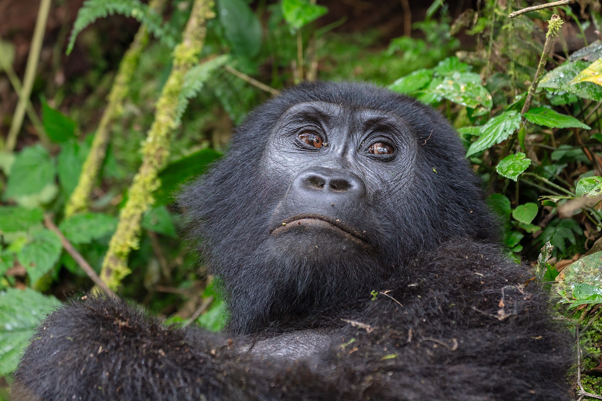 Гірська горила в національному парку Бвінді / A mountain gorilla in Bwindi Impenetrable National Park.
