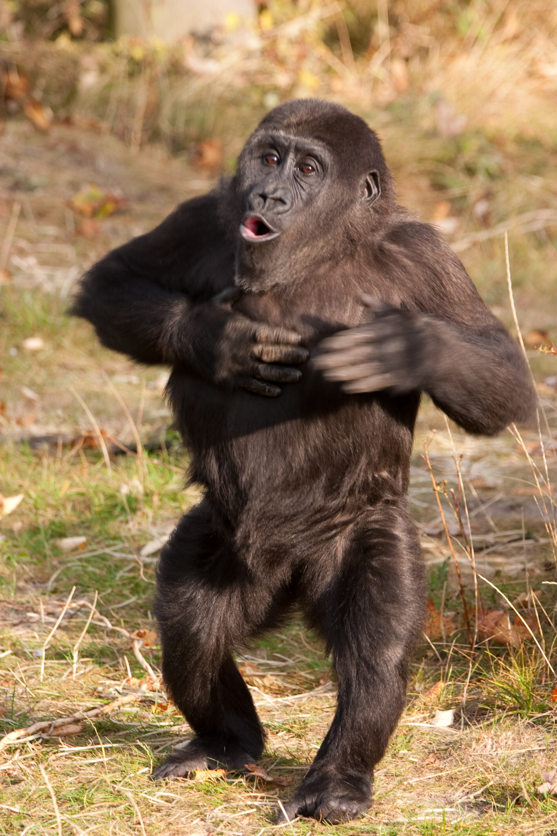 Молодий горила барабанить себе в груди / A young gorilla drums its chest.