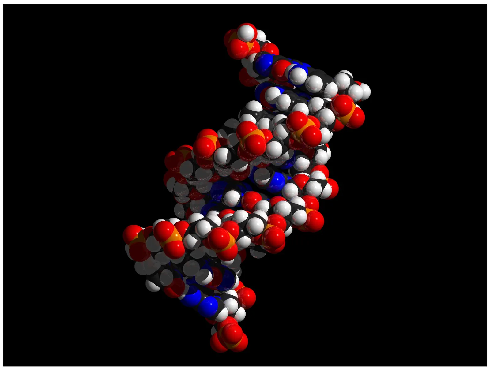 Molecular model illustration of a DNA double helix.