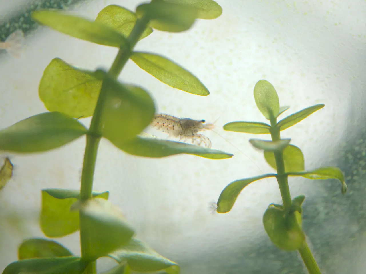 A shrimp resting on an underwater aquatic plant.