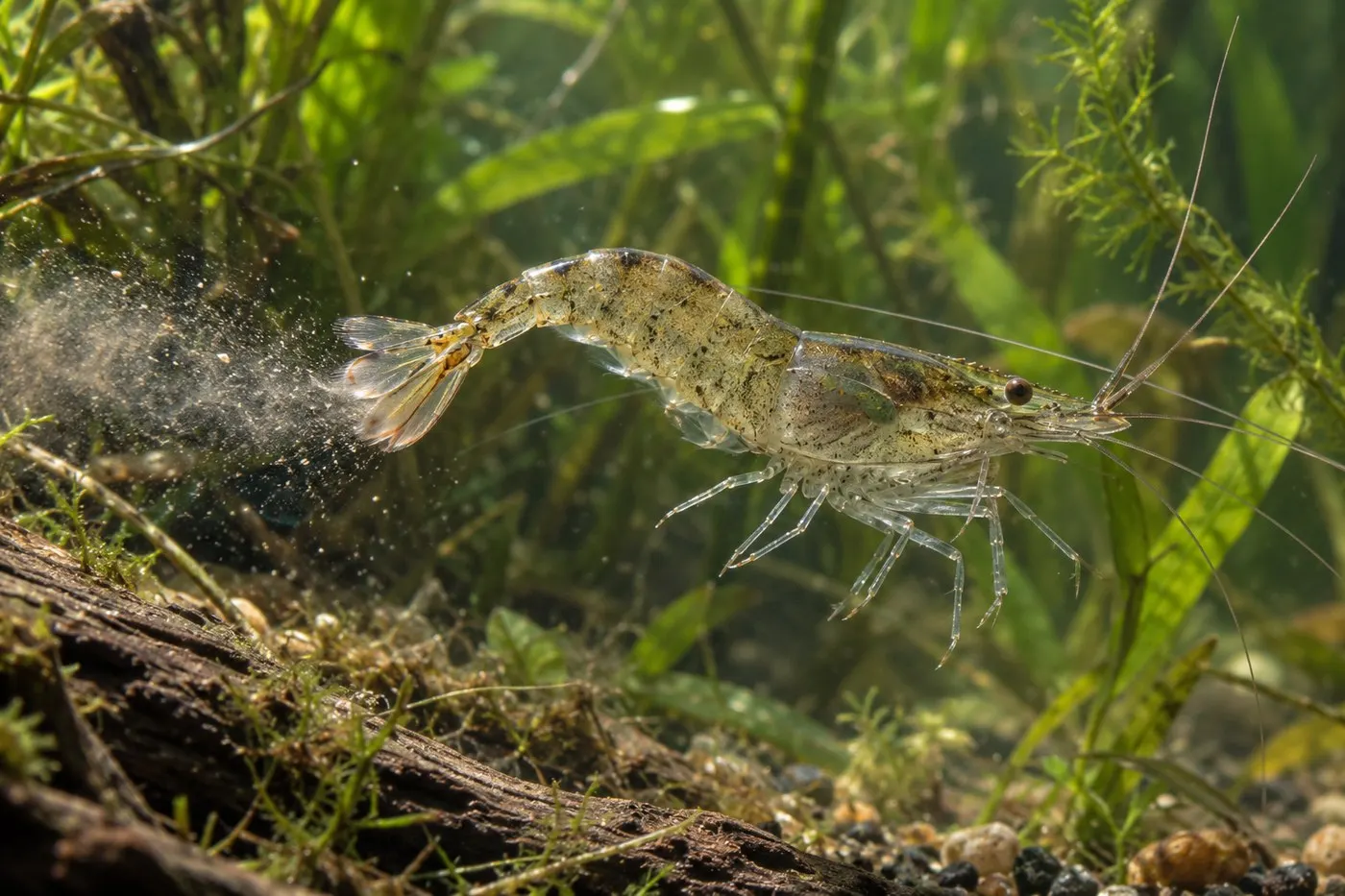 A shrimp curling its abdomen and propelling water during a backward escape dart.