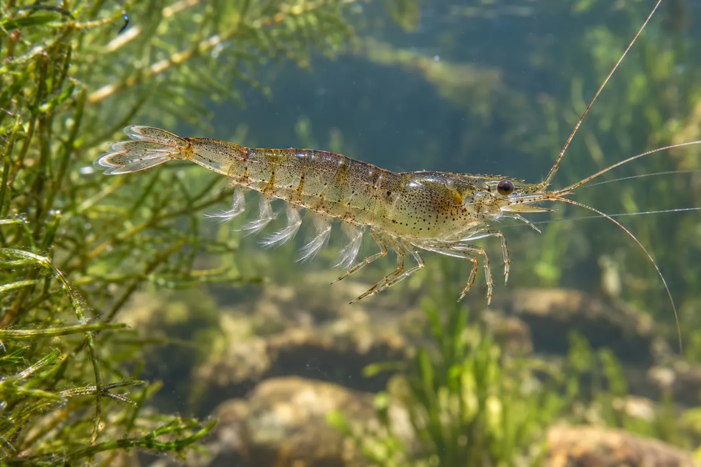 A shrimp moving head-first with abdominal swimmerets visible.