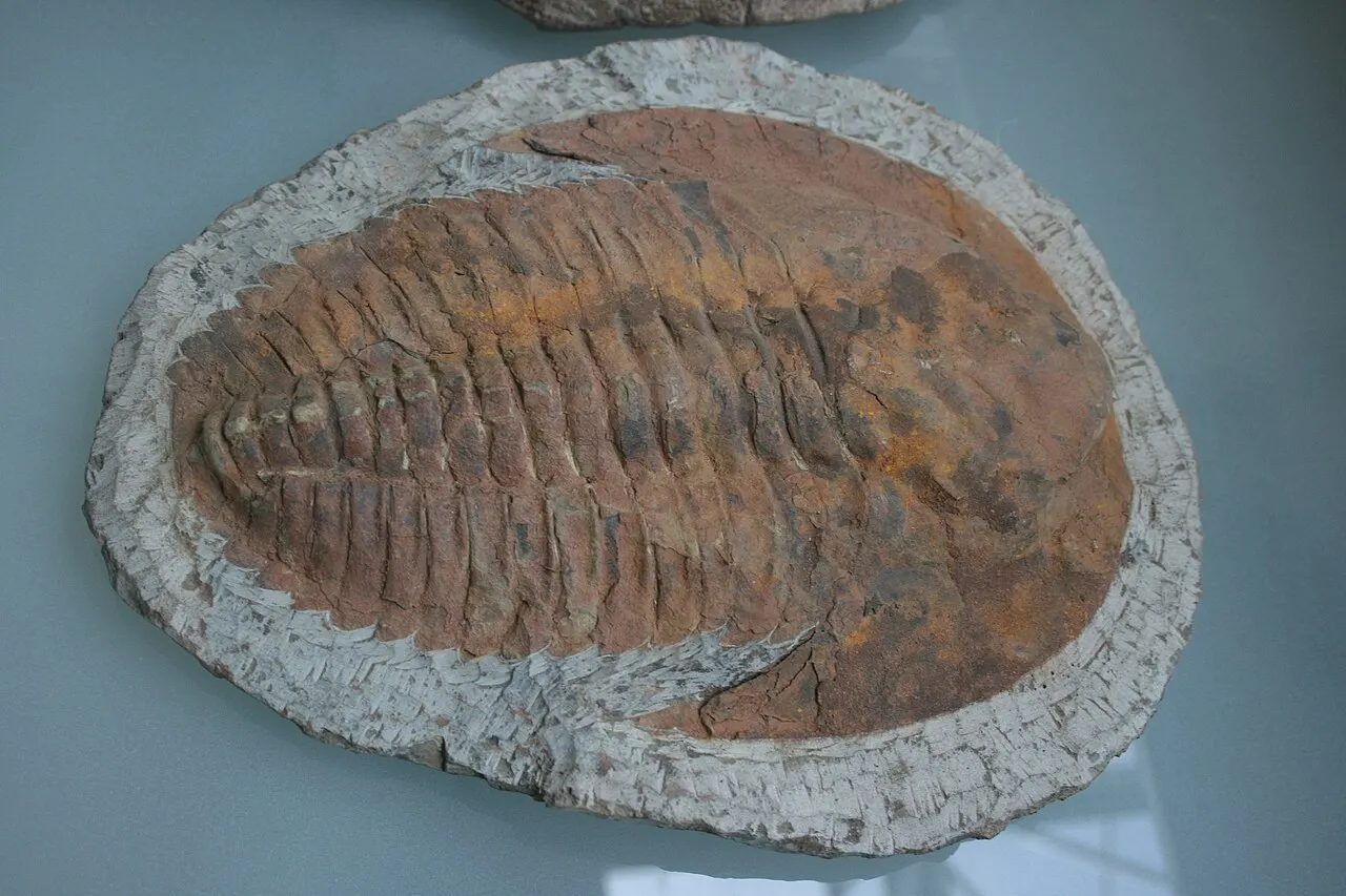 скам’янілість трилобіта; Gary Todd; CC0. Original: https://commons.wikimedia.org/wiki/File:Fossil_Trilobite_(9964973146).jpg. Attribution retained as provenance; checked 2026-10-18.
