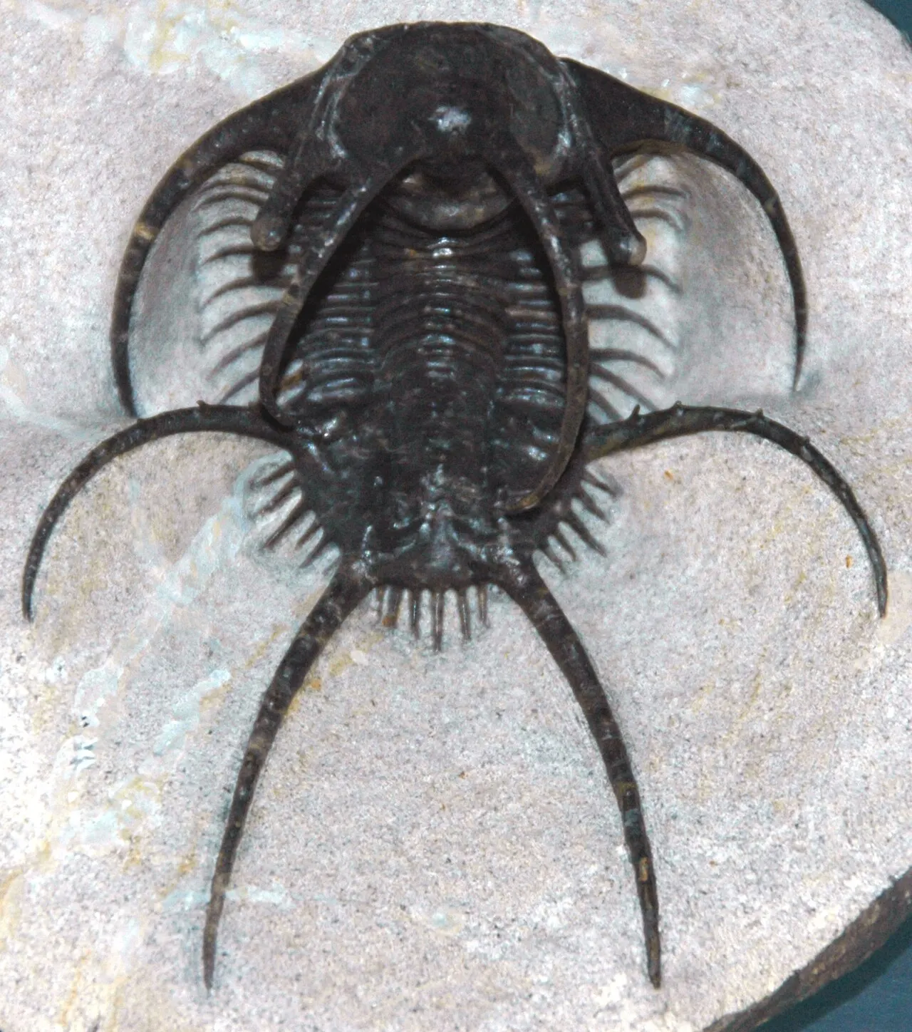 скам’янілість Ceratarges spinosus з Марокко; James St. John; CC BY 2.0. Original: https://commons.wikimedia.org/wiki/File:Ceratarges_spinosus_fossil_trilobite_Maroc.jpg. Attribution: James St. John, CC BY 2.0. Checked 2026-10-18.