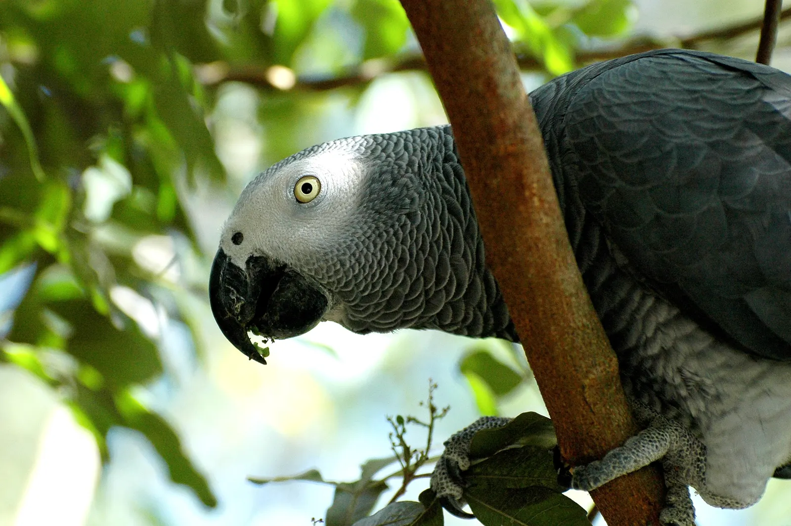 африканський сірий папуга в Birds of Eden; PanWoyteczek; CC BY 4.0. Original: https://commons.wikimedia.org/wiki/File:SA18248-African_Grey_Parrot.jpg. Attribution: PanWoyteczek, CC BY 4.0. Фотографію й ліцензію перевірено 2026-10-18; не змінювалася. Це не папуга Алекс.