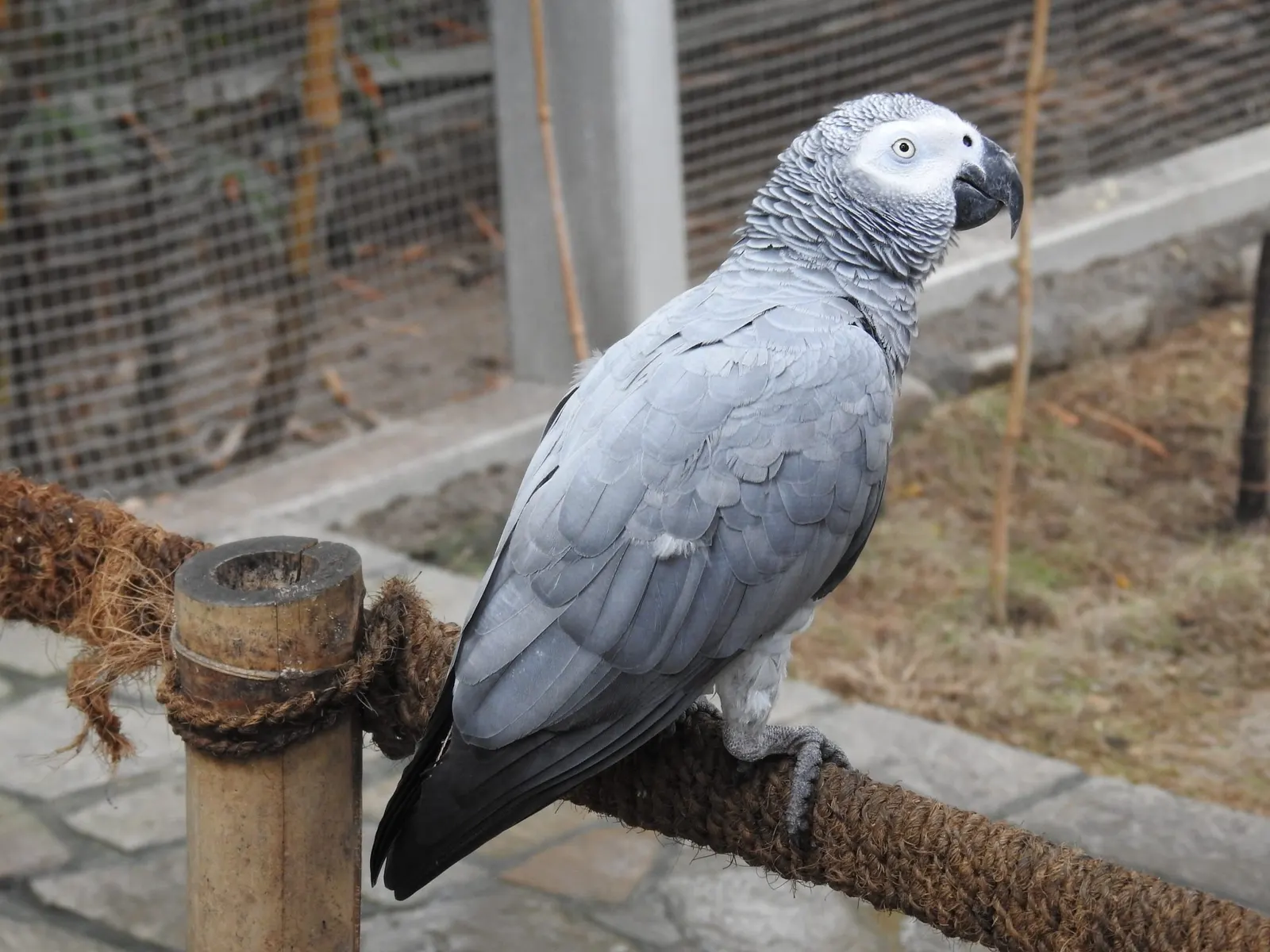 оптимізовано з `media/african-grey-chandigarh.jpg`: 2304×1728 px (половина початкової ширини й висоти), JPEG quality 82.