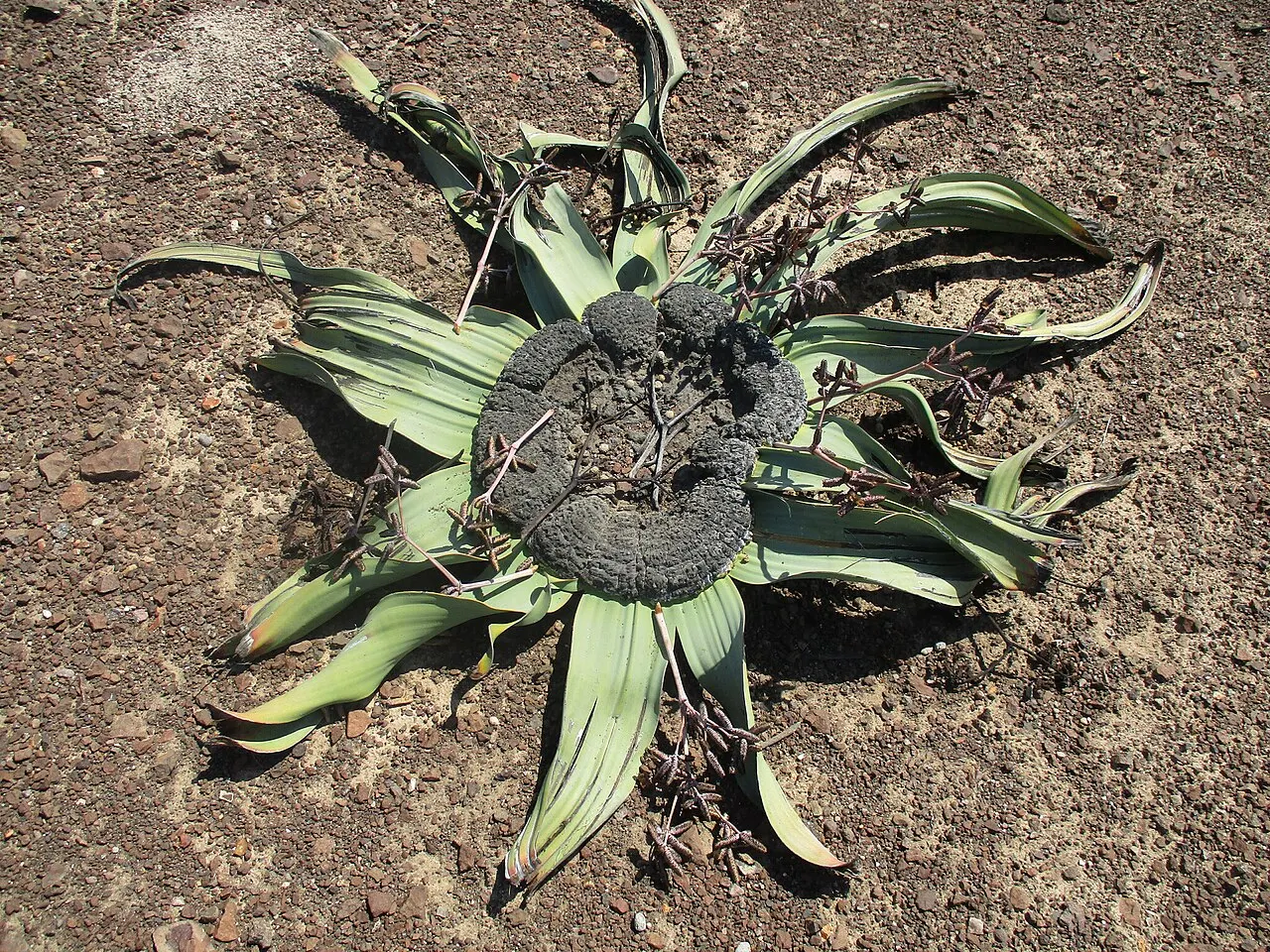 Welwitschia mirabilis у регіоні Кунене, Намібія, 6 травня 2023 року; польове спостереження, без приписування точного віку / Welwitschia mirabilis observed in Kunene, Namibia, on 6 May 2023; a field observation without an assigned exact age. Credit: dune_ninja; CC0. http://creativecommons.org/publicdomain/zero/1.0/deed.en Source: https://commons.wikimedia.org/?curid=184919029