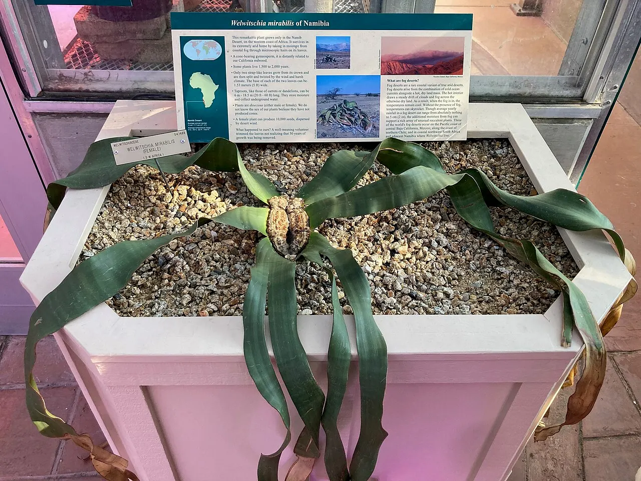 Welwitschia mirabilis у ботанічному саду Каліфорнійського університету; вік цього екземпляра не встановлено / Welwitschia mirabilis at the University of California Botanical Garden; this specimen’s age is not established. Credit: Awinch1001; CC0. http://creativecommons.org/publicdomain/zero/1.0/deed.en Source: https://commons.wikimedia.org/?curid=177953861