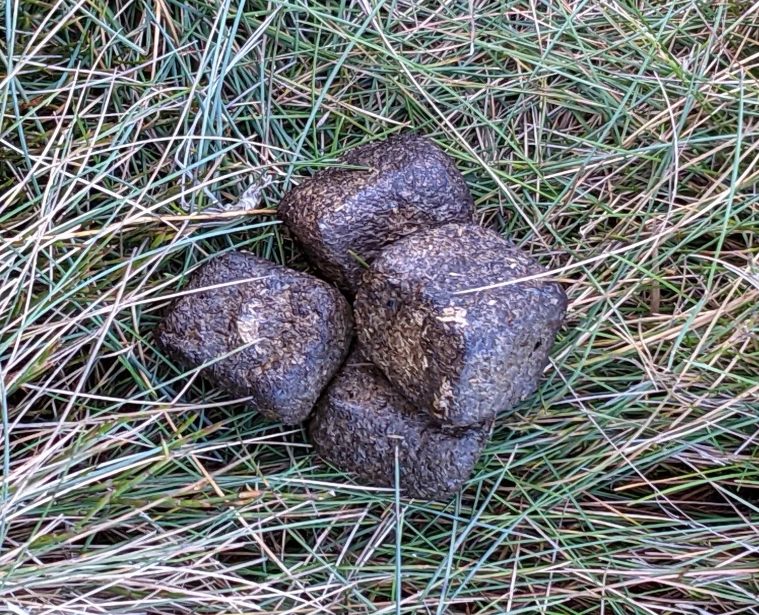 Wombat feces with a roughly cubic shape.
