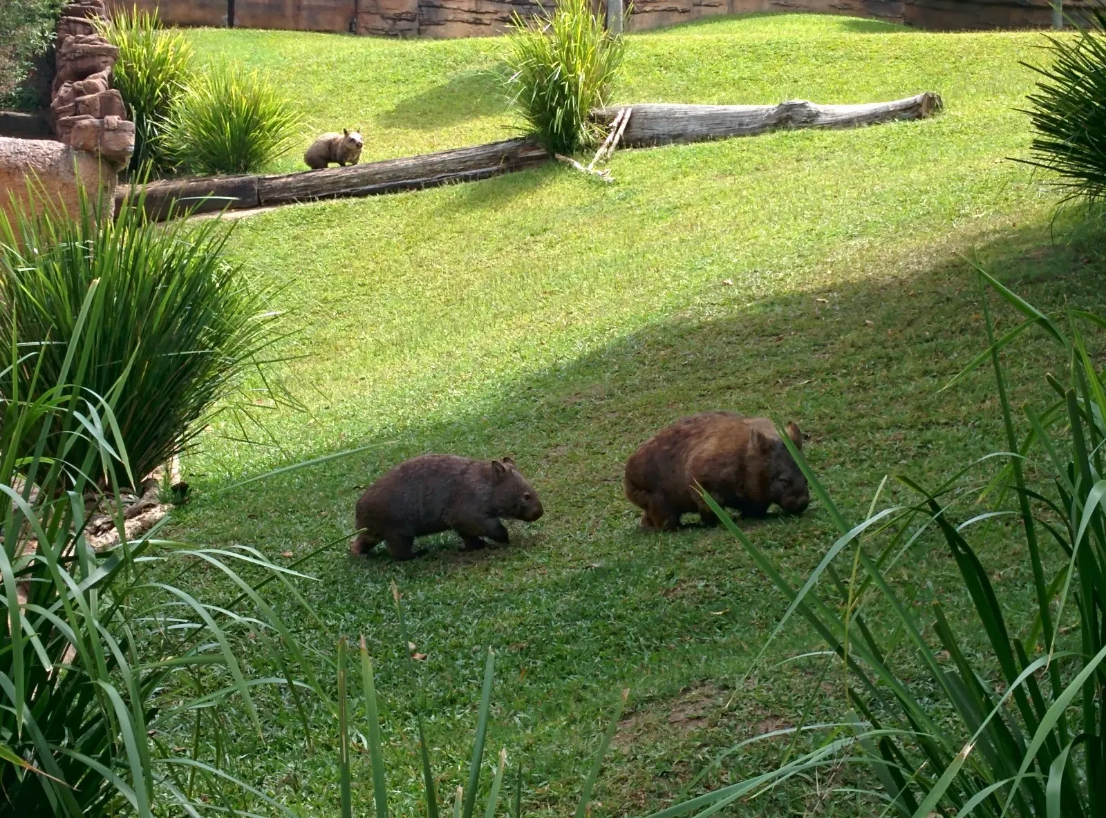 Three common wombats in a grassy zoo enclosure.