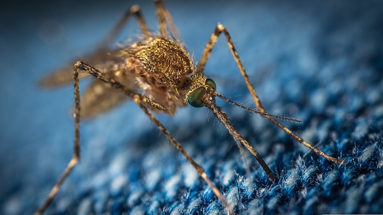 Mosquito biting skin. Original file: [Mosquito1.jpg](https://commons.wikimedia.org/wiki/File%3AMosquito1.jpg). Creator: ekamelev. License: CC0 (http://creativecommons.org/publicdomain/zero/1.0/deed.en). Attribution: ekamelev. Downloaded from the verified Commons file page; unaltered image. Checked 2026-10-25.