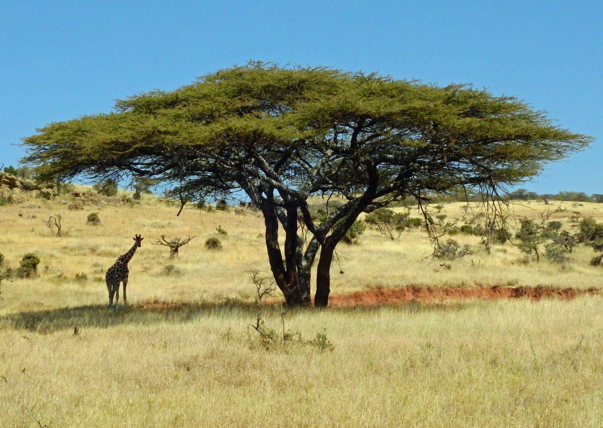 Documentary photograph of a giraffe beneath a broad acacia-like tree at Lewa Wildlife Conservancy, Isiolo, Kenya.