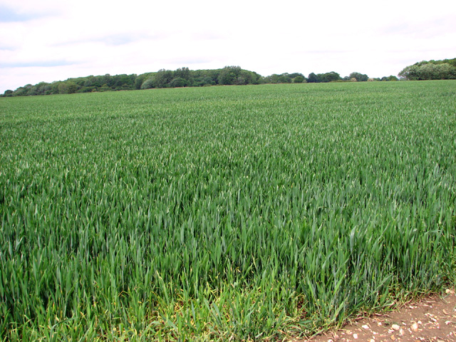 Wheat crop field on the former Flixton airfield. Original file: [Wheat crop field on the former Flixton airfield - geograph.org.uk - 3989359.jpg](https://commons.wikimedia.org/wiki/File%3AWheat_crop_field_on_the_former_Flixton_airfield_-_geograph.org.uk_-_3989359.jpg). Creator: Evelyn Simak. License: CC BY-SA 2.0 (https://creativecommons.org/licenses/by-sa/2.0). Attribution: Wheat crop field on the former Flixton airfield by Evelyn Simak. Downloaded from the verified Commons file page; unaltered image. Checked 2026-10-25.
