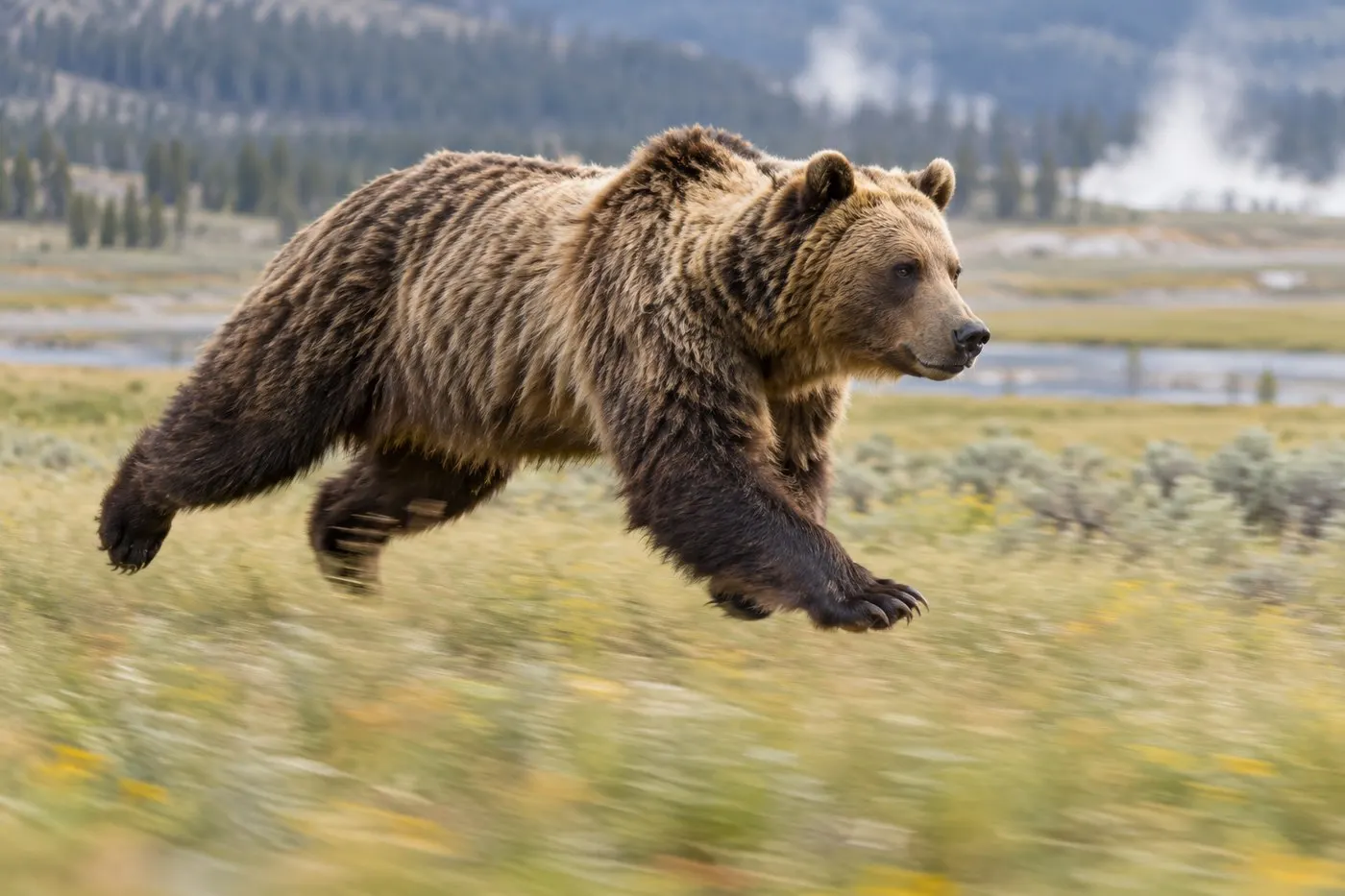 AI-generated action scene of an adult grizzly sprinting across a Yellowstone meadow.